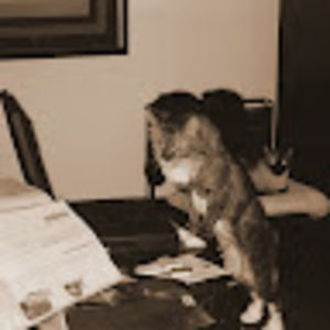 Meet your Posher, Joey